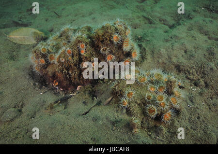 Groupe d'anémones à rayures blanches Anthothoe albocincta sur rocher couvert de couche de sédiments partiellement dans le fond boueux. Banque D'Images