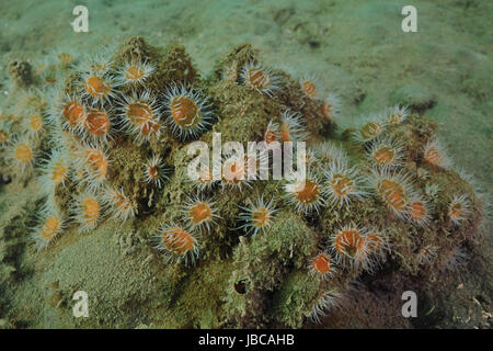Groupe d'anémones à rayures blanches Anthothoe albocincta sur rocher couvert de couche de sédiments partiellement dans le fond boueux. Banque D'Images