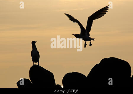 Blue-footed Booby décollant d'un rocher au coucher du soleil dans les Galapagos Banque D'Images