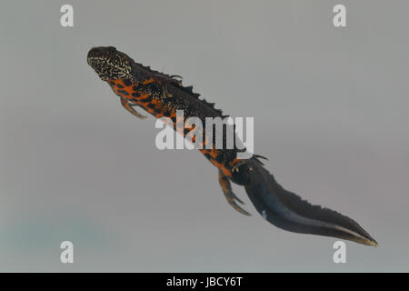 Danube triton crêté (Triturus dobrogicus) Banque D'Images