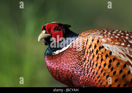 Le faisan commun (Phasianus colchicus) libre Banque D'Images