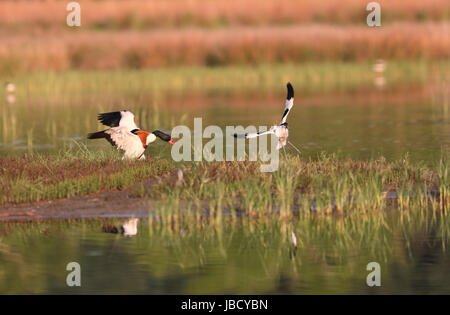 Avocette élégante (Recurvirostra avosetta) sont pourchassés par un tadorne de Belon (Tadorna tadorna) Banque D'Images