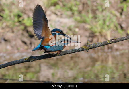 Kingfisher (Alcedo atthis commune) l'accouplement Banque D'Images