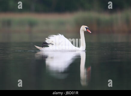 Mute swan (Cygnus olor) natation sur le lac Banque D'Images
