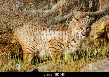 Lynx roux (Lynx rufus) debout dans l'herbe à proximité de rochers Banque D'Images