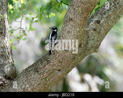 Le Pic mineur femelle perchée sur un arbre. Banque D'Images