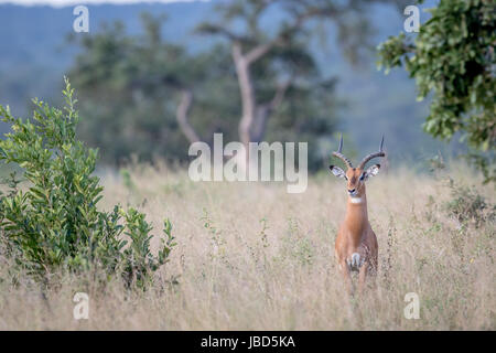 Ram impala avec à l'appareil photo dans le parc national Kruger, Afrique du Sud. Banque D'Images