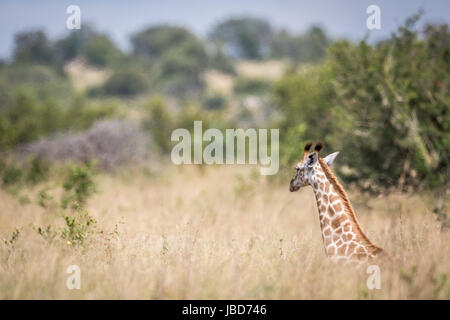 Girafe assis dans l'herbe haute dans le parc national Kruger, Afrique du Sud. Banque D'Images