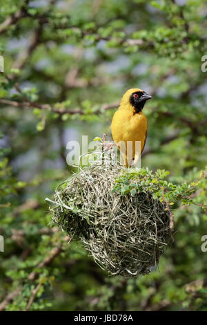 Le Sud de l'homme masqué (Ploceus velatus Weaver) dans des couleurs de reproduction se tenait sur le haut de son nid à Witsand nature reserve, Afrique du Sud Banque D'Images