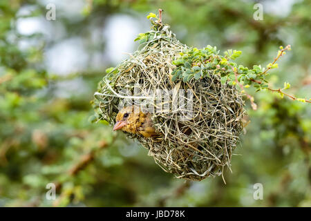 Femme masquée Sud Weaver Ploceus velatus (oiseaux) à l'intérieur de son nid d'herbe Banque D'Images