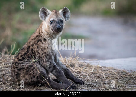 Jeune hyène tachetée s'asseoir dans le parc national de Chobe, au Botswana. Banque D'Images