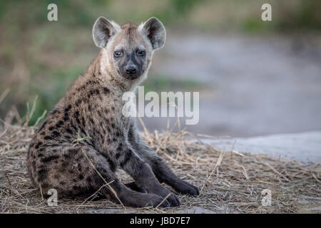 Jeune hyène tachetée s'asseoir dans le parc national de Chobe, au Botswana. Banque D'Images