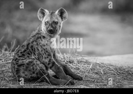 Jeune hyène tachetée assis en noir et blanc dans le parc national de Chobe, au Botswana. Banque D'Images