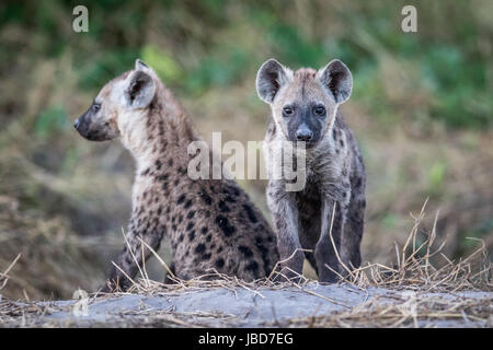 Deux jeunes hyènes sont assis dans le parc national de Chobe, au Botswana. Banque D'Images