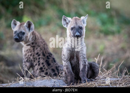 Deux jeunes hyènes sont assis dans le parc national de Chobe, au Botswana. Banque D'Images