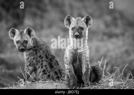 Deux jeunes hyènes assis en noir et blanc dans le parc national de Chobe, au Botswana. Banque D'Images