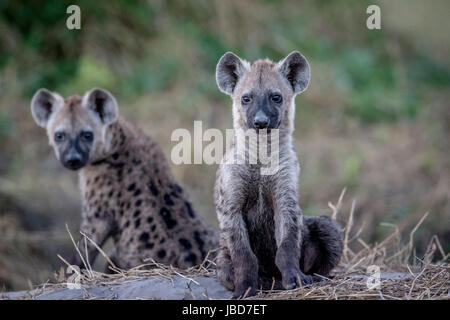 Deux jeunes hyènes sont assis dans le parc national de Chobe, au Botswana. Banque D'Images