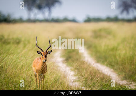 Impala mâle debout à côté de la route dans le parc national de Chobe, au Botswana. Banque D'Images