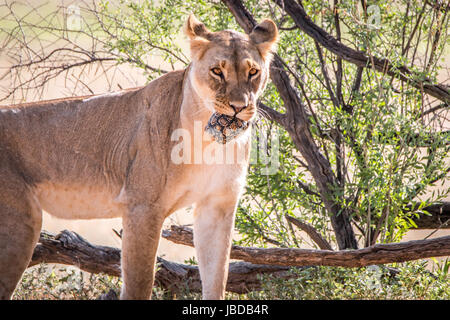 Lionne avec une tortue léopard prises dans le parc transfrontalier de Kgalagadi, Afrique du Sud. Banque D'Images