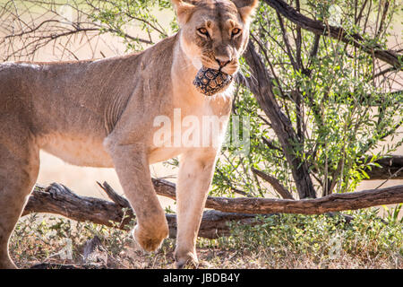 Lionne avec une tortue léopard prises dans le parc transfrontalier de Kgalagadi, Afrique du Sud. Banque D'Images