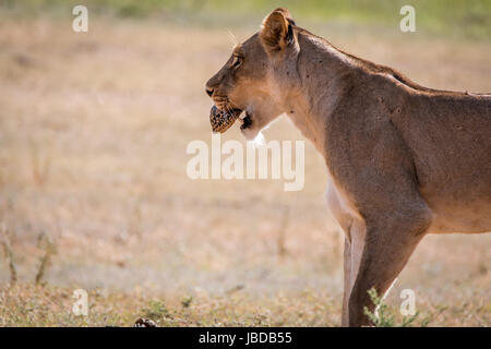 Lionne avec une tortue léopard prises dans le parc transfrontalier de Kgalagadi, Afrique du Sud. Banque D'Images