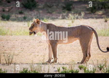 Lionne avec une tortue léopard prises dans le parc transfrontalier de Kgalagadi, Afrique du Sud. Banque D'Images