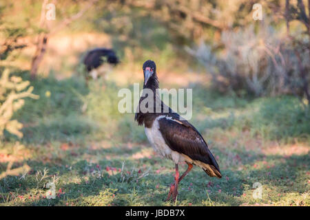 D'Abdim cigogne debout dans l'herbe dans le parc transfrontalier de Kgalagadi, Afrique du Sud. Banque D'Images