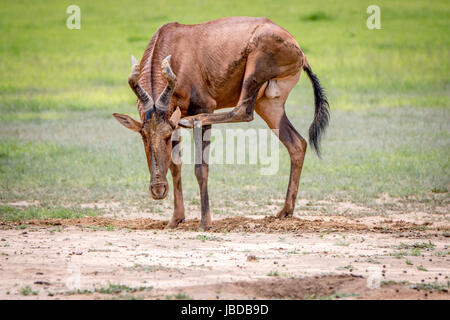 Bubale rouge rayer elle-même dans le parc transfrontalier de Kgalagadi, Afrique du Sud. Banque D'Images