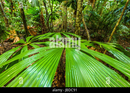Licuala Ramsayi arbre ou Fan Palm dans la forêt tropicale de Daintree, Queensland Banque D'Images