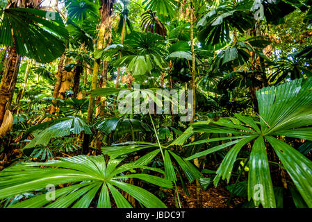 Licuala Ramsayi arbre dans la forêt tropicale de Daintree, Queensland Banque D'Images