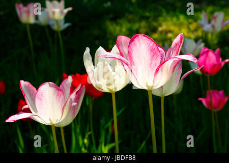 Les tulipes de la Hongrie Banque D'Images