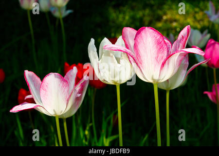 Les tulipes de la Hongrie Banque D'Images