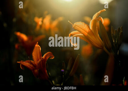 Lily - Fiery coucher du soleil Banque D'Images