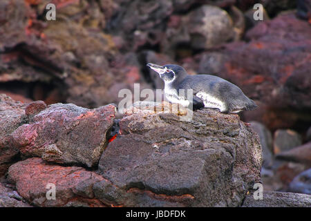 Îles Galápagos (Spheniscus mendiculus) reposant sur des roches à Bartolome island, Parc National des Galapagos, Equateur. C'est le seul que penguin vit nort Banque D'Images