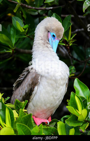 Fou à pieds rouges (Sula sula) se lissant les plumes sur l'île de Genovesa, Parc National des Galapagos, Equateur Banque D'Images