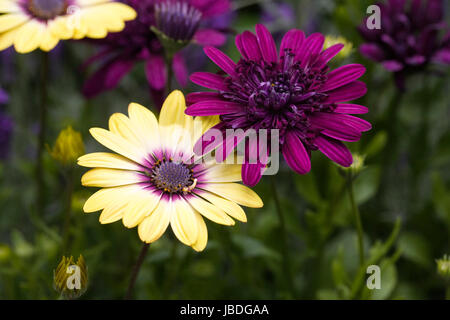 Sérénité OSTEOSPERMUM Osteospermum et beauté aux yeux bleus fleurs violettes 3D au début de l'été. Banque D'Images