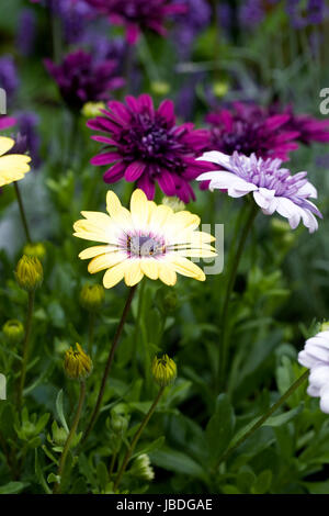 Ostéospermum Sérénité Blue Eyed Beauty, OSTEOSPERMUM Osteospermum 3D et 3D Violet Violet fleurs de glace au début de l'été. Banque D'Images