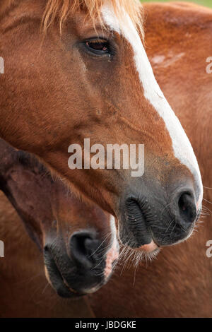 NORTH THUMBERLAND, UK - 13 MAI 2012 : Portrait de têtes de cheval. Banque D'Images