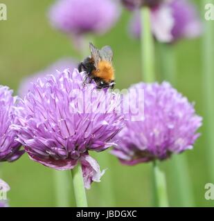 Brown Carder Abeille sur fleur de ciboulette Banque D'Images