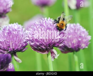 Brown Carder Abeille sur fleur de ciboulette Banque D'Images