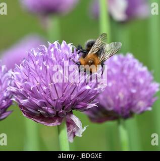 Brown Carder Abeille sur fleur de ciboulette Banque D'Images