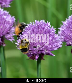 Deux bourdons d'alimentation sur une fleur de ciboulette Banque D'Images