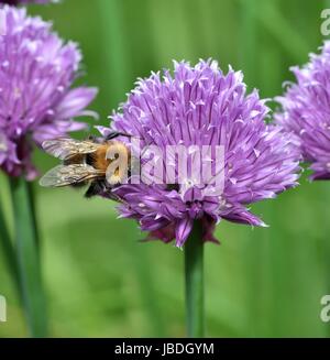 Brown Carder Abeille sur fleur de ciboulette Banque D'Images