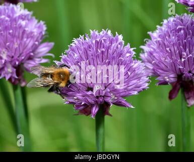 Brown Carder Abeille sur fleur de ciboulette Banque D'Images