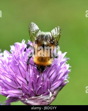 Brown Carder Abeille sur fleur de ciboulette Banque D'Images