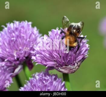 Brown Carder Abeille sur fleur de ciboulette Banque D'Images