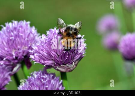 Brown Carder Abeille sur fleur de ciboulette Banque D'Images