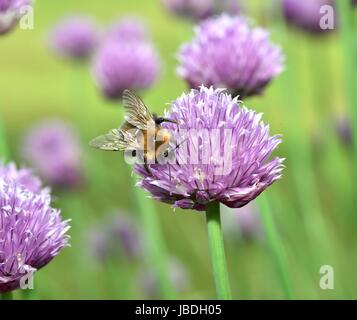 Brown Carder Abeille sur fleur de ciboulette Banque D'Images