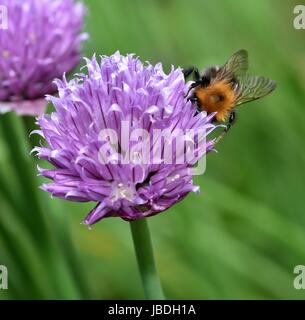 Brown Carder Abeille sur fleur de ciboulette Banque D'Images