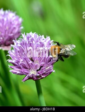 Brown Carder Abeille sur fleur de ciboulette Banque D'Images